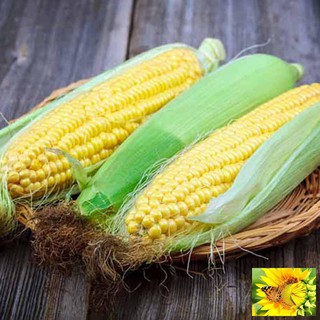Hạt giống Bắp ngọt, Bắp Mỹ