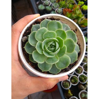 Sen đá thanh ngọc cỡ to km