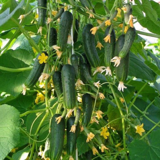 Hạt giống dưa chuột chùm (tặng phân)