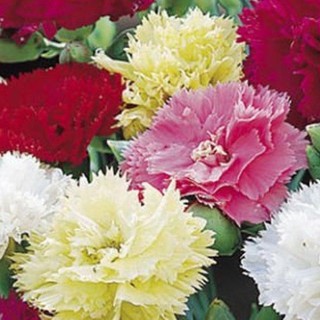 100h Hạt Giống Hoa Cẩm Chướng Kép Mix luckyseed hạt siêu rẻ