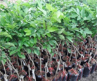 Cây giống chôm chôm nhãn siêu quả