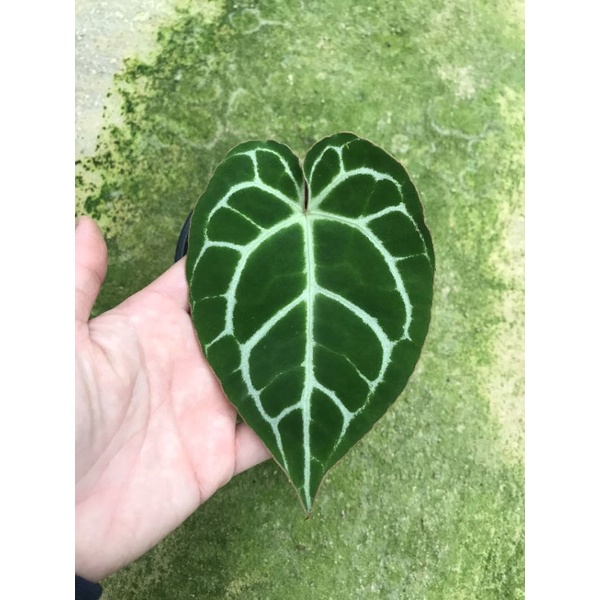 Anthurium Crystallium- môn tim lá nhọn, cây khoẻ sức sống tốt. Bán cây như hình cuối