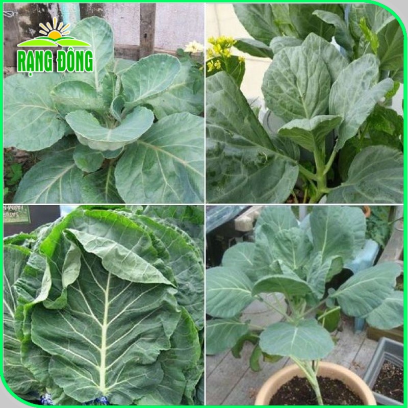 Hạt giống Cải Làn Ăn Bông trồng quanh năm, cây sinh trưởng khỏe, nảy mầm tốt (gói 5 gr) - Hạt giống Rạng Đông