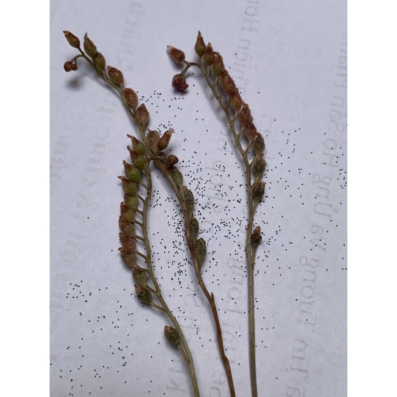 Hạt Cây Bắt Mồi Gọng Vó Bèo Đất Burmanii