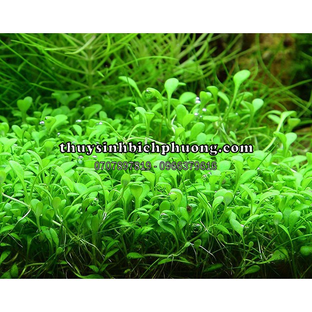 TRÂN CHÂU NHẬT | CÂY THỦY SINH TIỀN CẢNH TRẢI NỀN SIÊU ĐẸP - BÒ SÁT NỀN