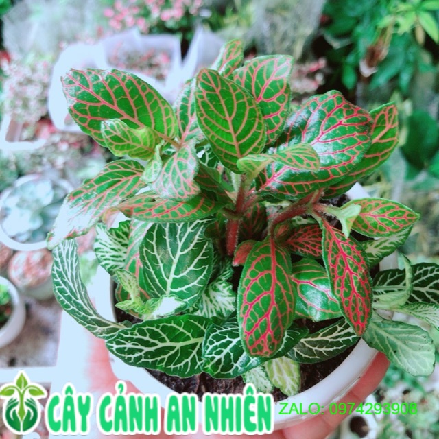 Chậu Cây Cẩm Nhung