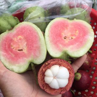 Cây giống ổi ruby ruột đỏ