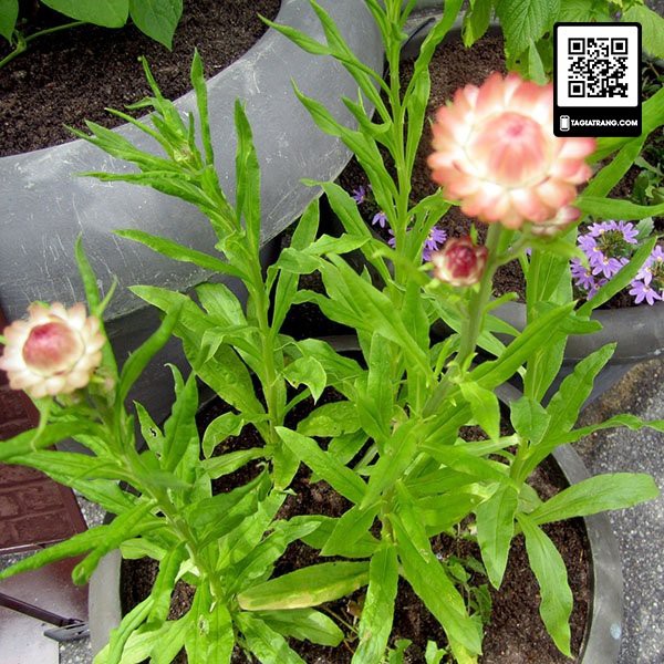 Hạt giống hoa cúc bất tử