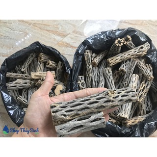 Lũa xương rồng Cholla