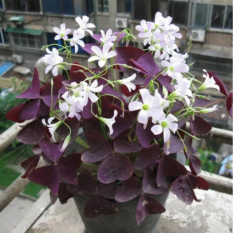 Củ Hoa Bướm Đêm