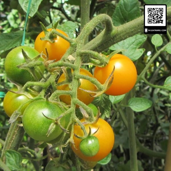 [Bán sỉ] - Hạt giống cà chua bi chùm vàng