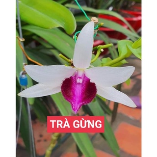 Phi điệp bệt trà gừng hàng giống thuần tại vườn mặt bệt đẹp để mọi người sưu tầm