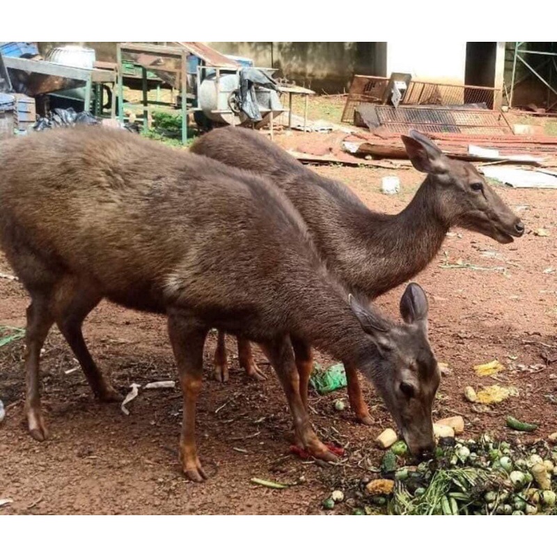 Thịt nai gác bếp Tây Bắc bao ngon chuẩn vị tặng Chẩm chéo | BigBuy360 - bigbuy360.vn