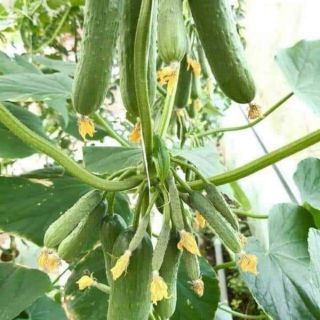 Hạt giống dưa chuột chùm gai F1 Đài Loan