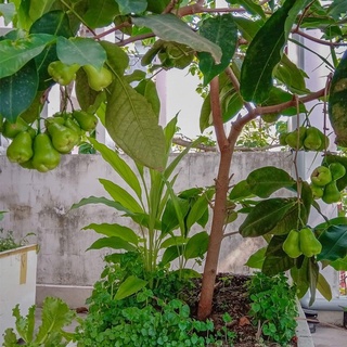Cây Giống Mận Xanh Đường Siêu Sớm
