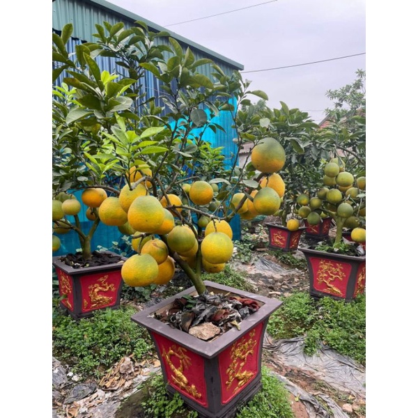 Giống Bưởi Lùn Trồng Chậu