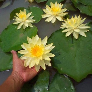 Combo 10 Cây Hoa súng Thái Đã Co' Nụ Xinh