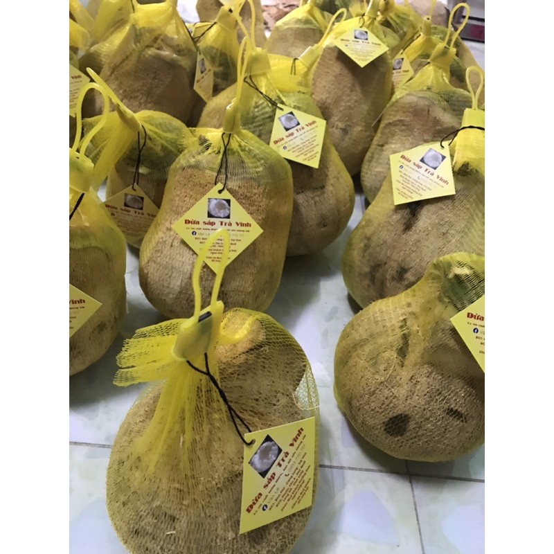 Dừa sáp đặc sản Trà Vinh tại vườn giá sỉ 1kg-1,5kg