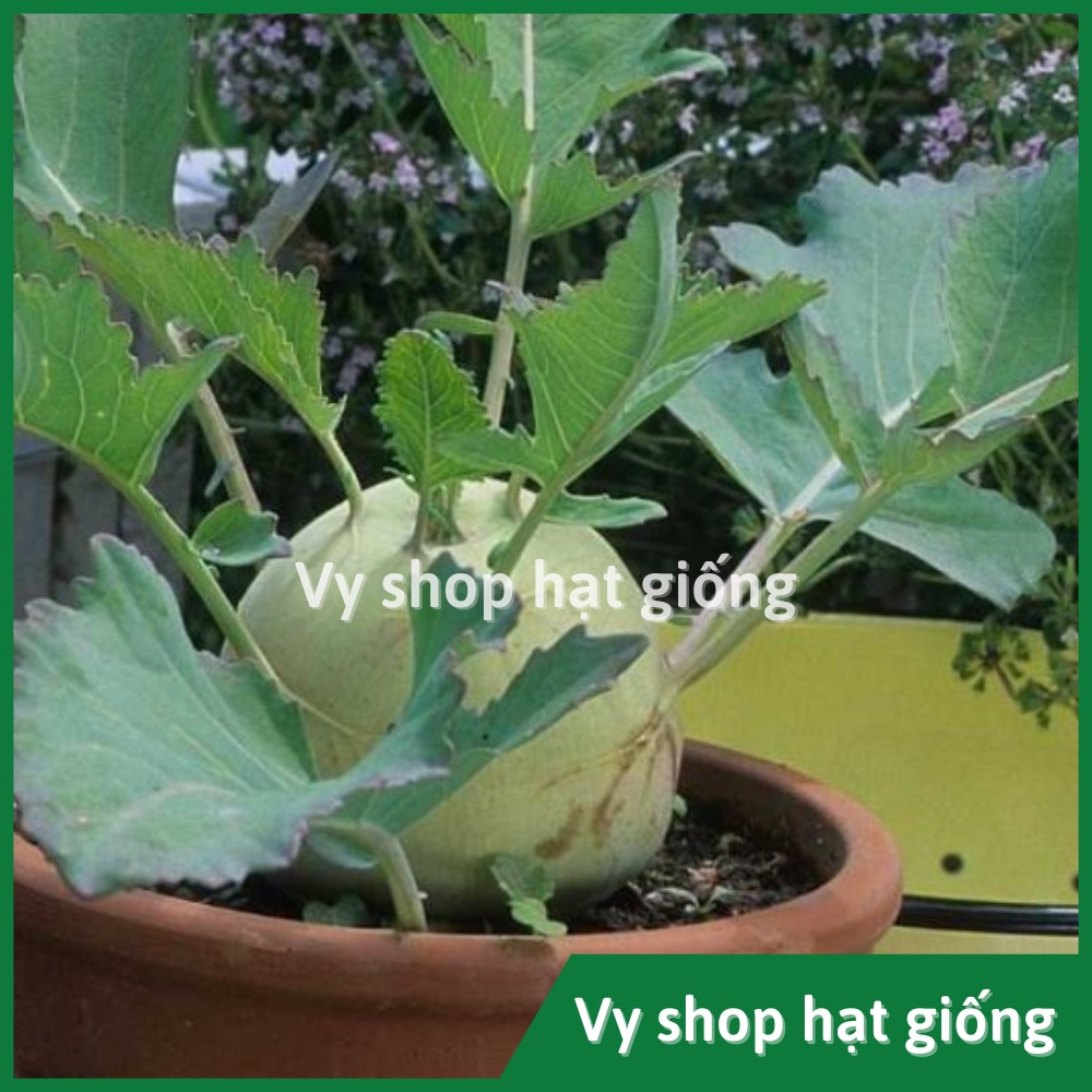 Hạt giống su hào xanh cao sản Thái Lan gói 1350 hạt
