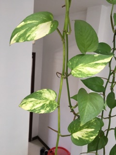 Trầu bà trang trí