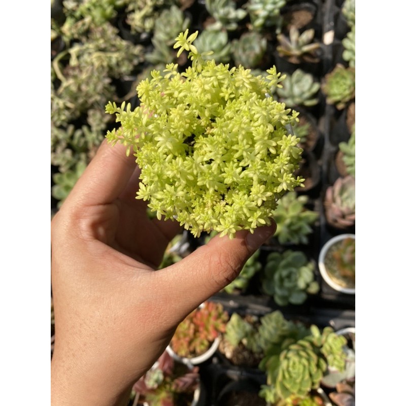 Sen đá Sedum vàng 5cm - sedum hạt gạo