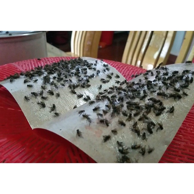 Miếng dán ruồi nhặng