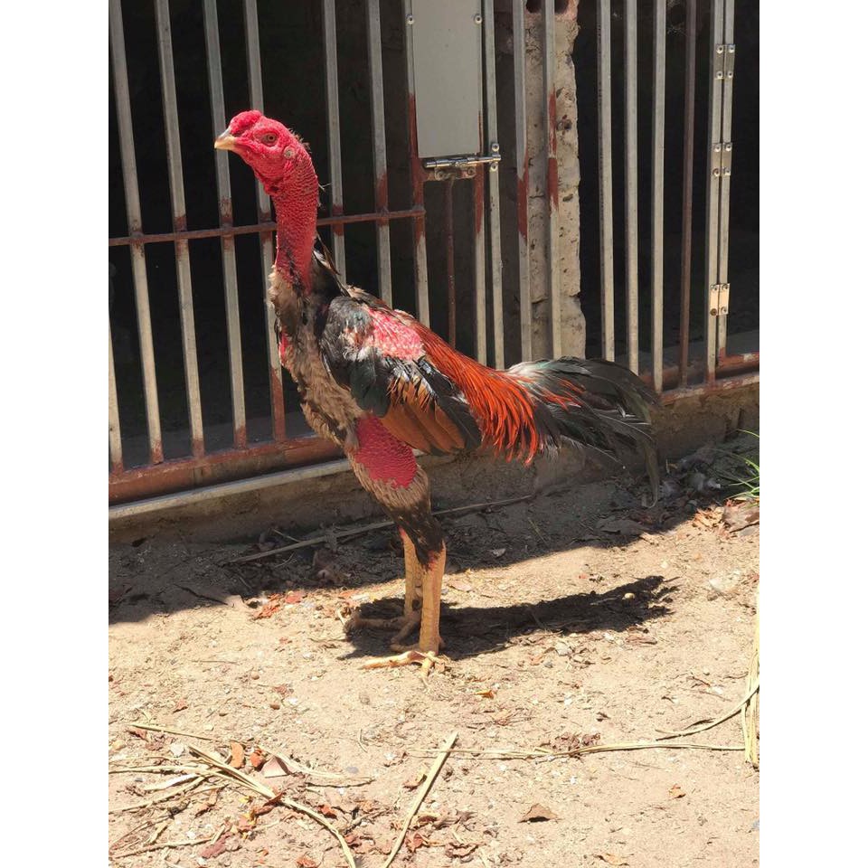 Kích Lực Trước Đá