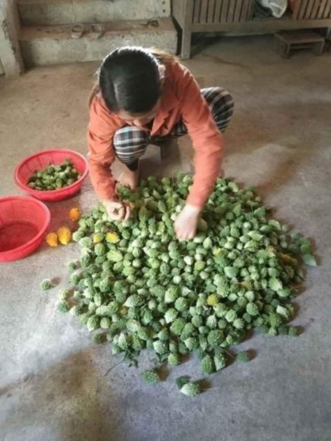 1kg Mướp đắng rừng khô