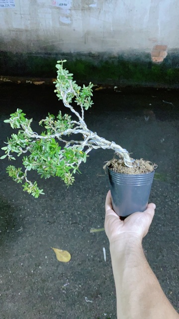 Linh Sam Bonsai