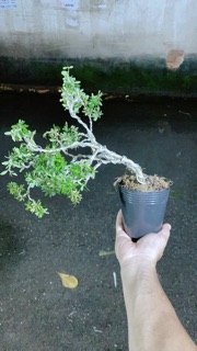 Linh Sam Bonsai