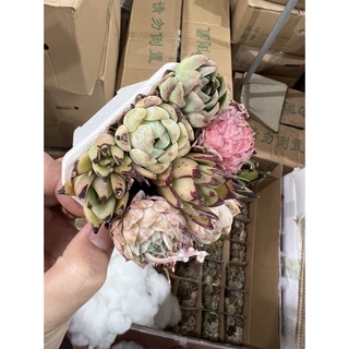 SEN ĐÁ HÀN MIX VỈ 9 cây 1 chậu