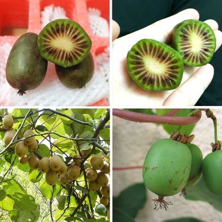 Hạt giống kiwi