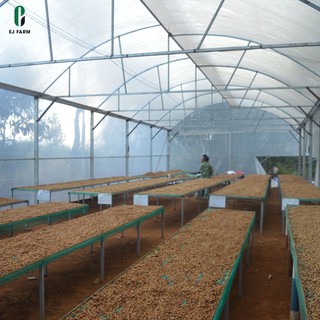 Cà phê nguyên chất rang mộc Robusta Enjoy Coffee 500g (EJ FARM)
