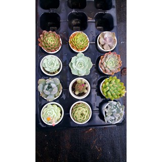 Combo 12 sen bầu đất mix loại 4cm-6cm Đà Lạt