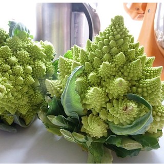 Hạt Giống Súp Lơ San Hô