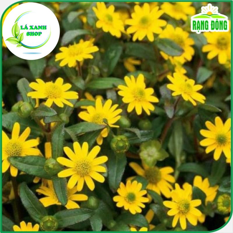 Hạt giống Hoa Cúc Sao Băng Dễ Trồng, Thích hợp Trồng Chậu (gói 0,03 gram) - Hạt giống Rạng Đông