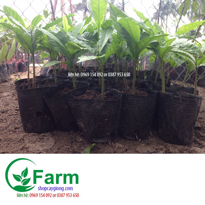 Vcây vú sữa hoàng kim