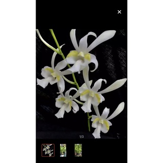 Hoa lan hoàng đế trắng cây giống