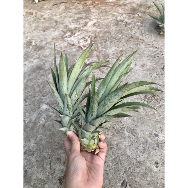 40 Cây Khóm (Dứa), Cây Cao Từ 15-30cm, Khỏe Mạnh, Boiboi.organic