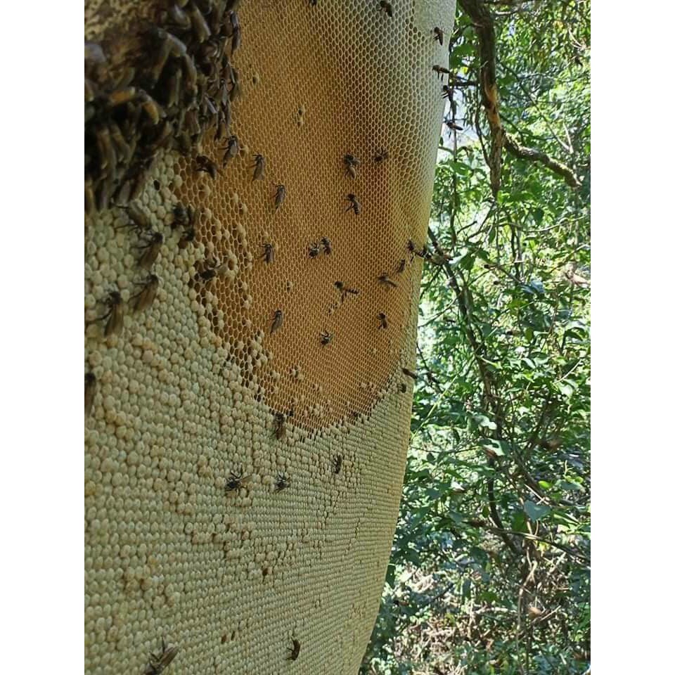 Mật ong khoái rừng Kon Tum loại vắt sẵn chai 1 lít - Cam kết chuẩn (hoàn lại nếu phát hiện hàng giả)