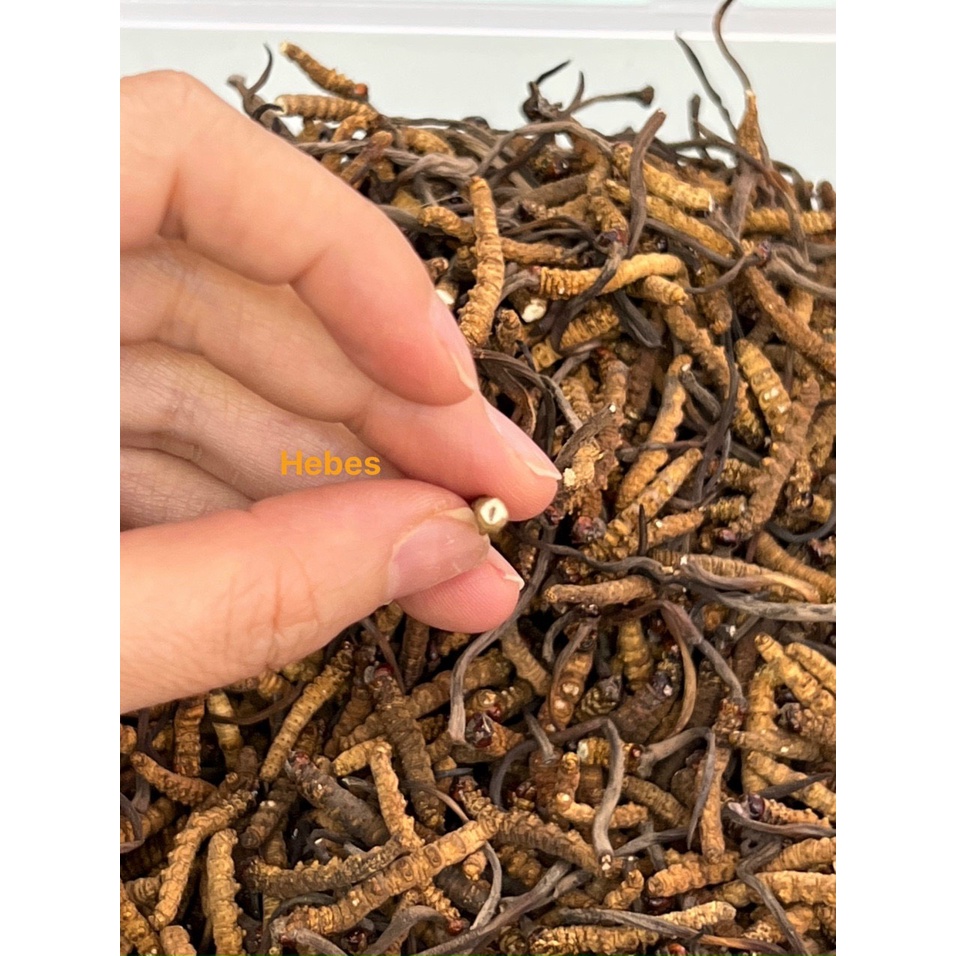 ĐÔNG TRÙNG HẠ THẢO MẮT ĐỎ THIÊN NHIÊN NÚI TUYẾT BHUTAN - 5GRAM SIZE GẪY