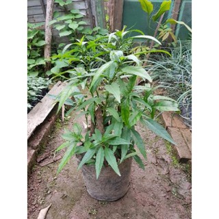 [ Xả - Cắt Lỗ ] Chậu cây hoàn ngọc trắng cỡ to - Đơn hàng thanh toán trước tặng 1 cây giống