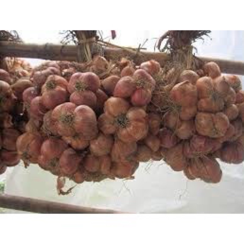 1kg Hành Bắc vườn nhà trồng ( Hành Kinh Môn HD)
