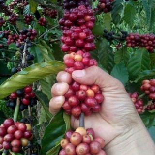 Nhân cà phê sống Robusta chưa rang 1kg
