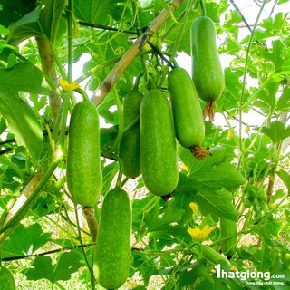 Hạt Giống Bí Đao Chanh [CHẤT LƯỢNG]