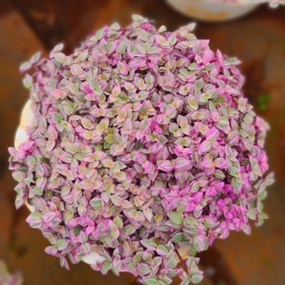 THÀI LÀI HỒNG (PINK LADY) SIZE TO 20CM