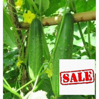 Gói 30 hạt giống dưa chuột nếp ta SALE