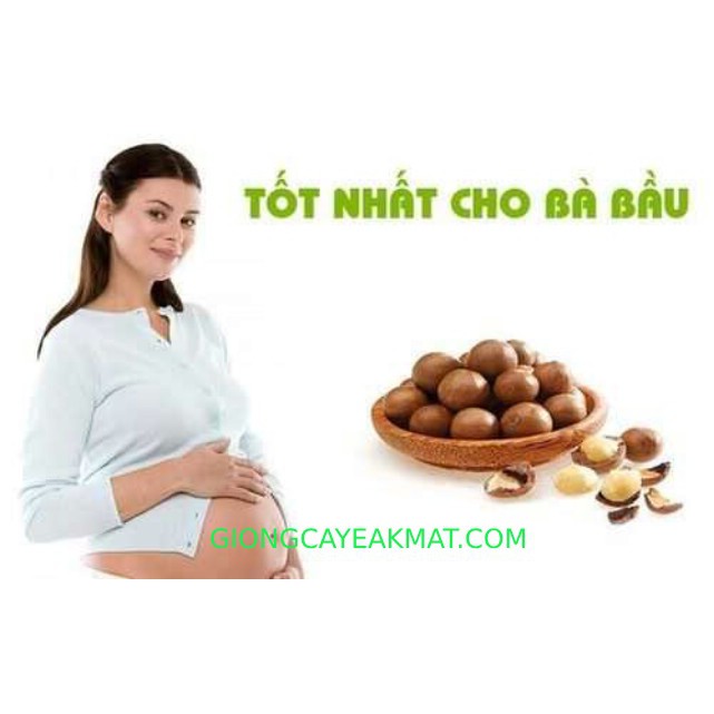HẠT MACCA  ÚC NỨT VỎ  PT - HŨ PET 500G  RẤT TỐT CHO THAI PHỤ VÀ TRÍ NÃO