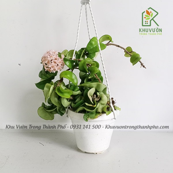 Lan cẩm cù lá xoăn Hoya carnosa Compacta (có giao hỏa tốc)