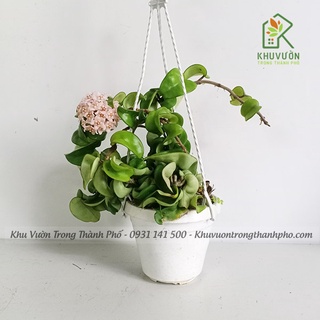 Lan cẩm cù lá xoăn Hoya carnosa Compacta